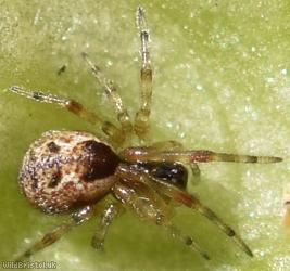 image for Anelosimus vittatus