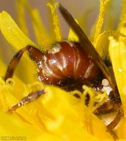 Plain-winged Spring Beegrabber