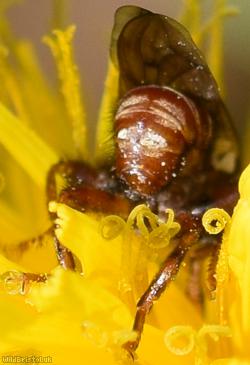 Plain-winged Spring Beegrabber