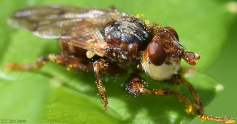Plain-winged Spring Beegrabber