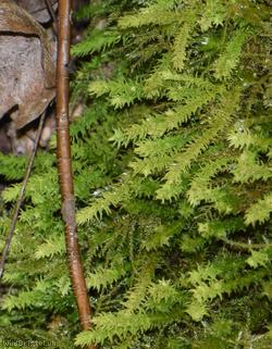Rambling Tail-moss