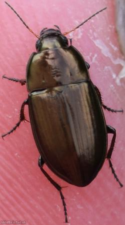 image for Common Sun Beetle