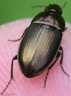 Common Sun Beetle