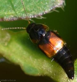 image for Tachyporus hypnorum