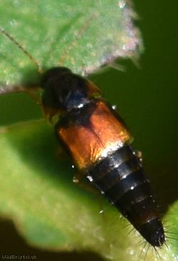 Tachyporus hypnorum