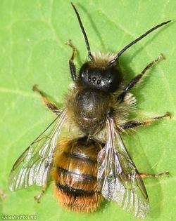 Red Mason Bee