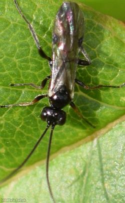 Endasys Unidentified 1