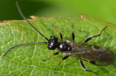 Endasys Unidentified 1