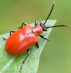image for Lily Beetle