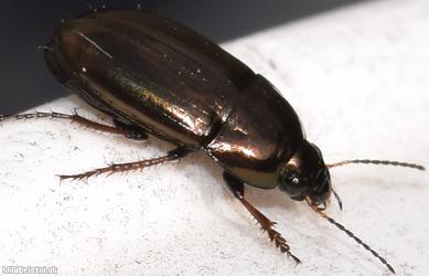 Common Sun Beetle