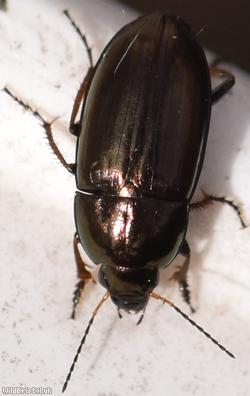 Common Sun Beetle