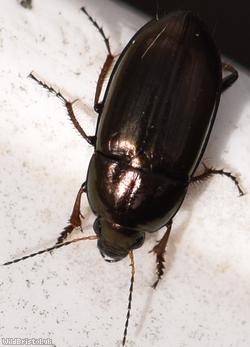 Common Sun Beetle
