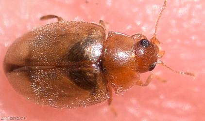 image for Meadow Ladybird