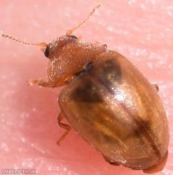 Meadow Ladybird