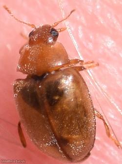 Meadow Ladybird