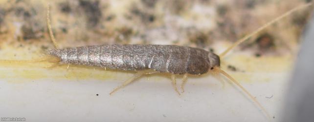 Silverfish