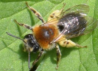 Orange-tailed Mining Bee