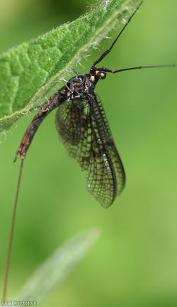 image for Ephemera vulgata