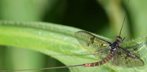 Ephemera vulgata