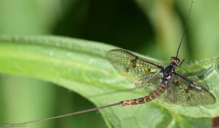 Ephemera vulgata