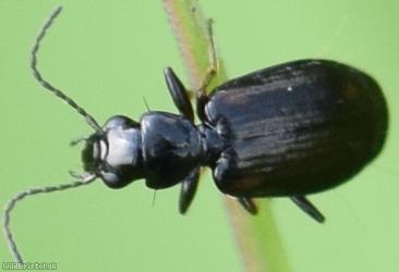 Syntomus obscuroguttatus?