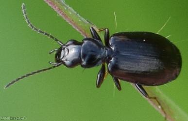 image for Syntomus obscuroguttatus?