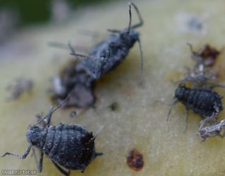 Tufted Vetch Aphid