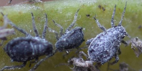 Tufted Vetch Aphid