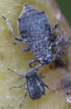 Tufted Vetch Aphid