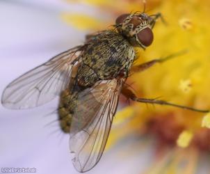 Common Siphona