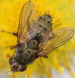 Common Siphona
