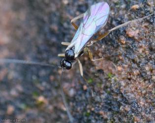 Thymaris Unidentified