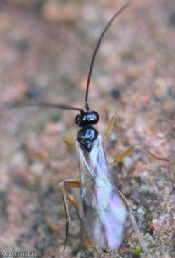 Thymaris Unidentified