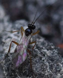 Thymaris Unidentified