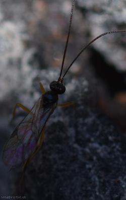 Thymaris Unidentified