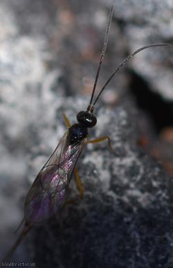 Thymaris Unidentified