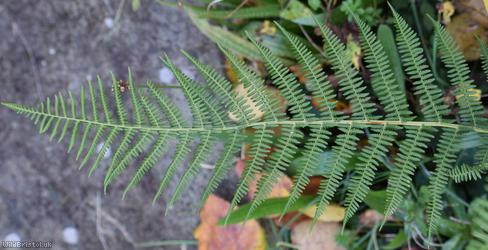 image for Lady-fern
