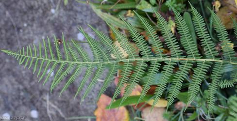 Lady-fern