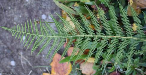 Lady-fern