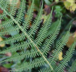 Lady-fern