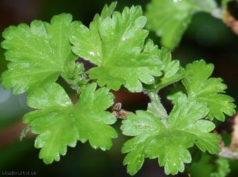 Gooseberry