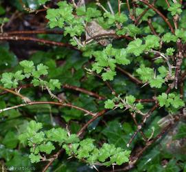 Gooseberry