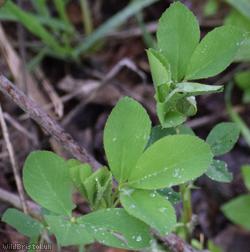 image for Sand Lucerne