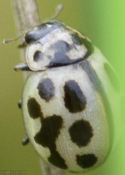 16 Spot Ladybird