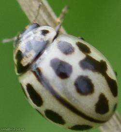 image for 16 Spot Ladybird