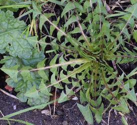Taraxacum 'Laundry Lane Naevosa'