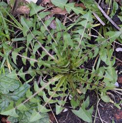 Taraxacum 'Laundry Lane Naevosa'