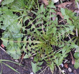 Taraxacum 'Laundry Lane Naevosa'
