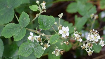image for Rubus sect. Corylifolii Unidentified 11