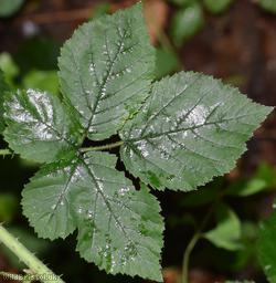 image for Rubus sect. Corylifolii Unidentified 10